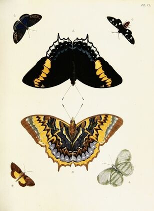 Foreign butterflies occurring in the three continents Asia, Africa and America Pl.397