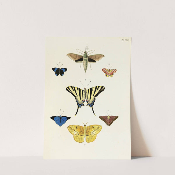 Foreign butterflies occurring in the three continents Asia, Africa and America Pl.399 (1779-1782) by Pieter Cramer