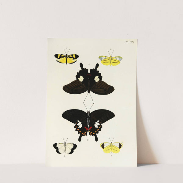 Foreign butterflies occurring in the three continents Asia, Africa and America Pl.400 (1779-1782) by Pieter Cramer