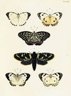 Foreign butterflies occurring in the three continents Asia, Africa and America Pl.401
