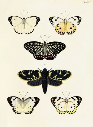 Foreign butterflies occurring in the three continents Asia, Africa and America Pl.401