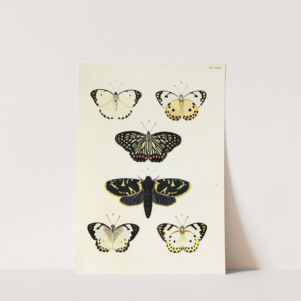 Foreign butterflies occurring in the three continents Asia, Africa and America Pl.401 (1779-1782) by Pieter Cramer