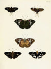 Foreign butterflies occurring in the three continents Asia, Africa and America Pl.402