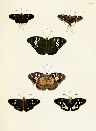 Foreign butterflies occurring in the three continents Asia, Africa and America Pl.402