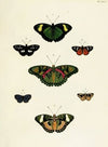 Foreign butterflies occurring in the three continents Asia, Africa and America Pl.403