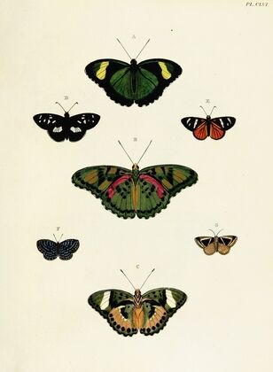 Foreign butterflies occurring in the three continents Asia, Africa and America Pl.403