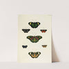 Foreign butterflies occurring in the three continents Asia, Africa and America Pl.403 (1779-1782) by Pieter Cramer