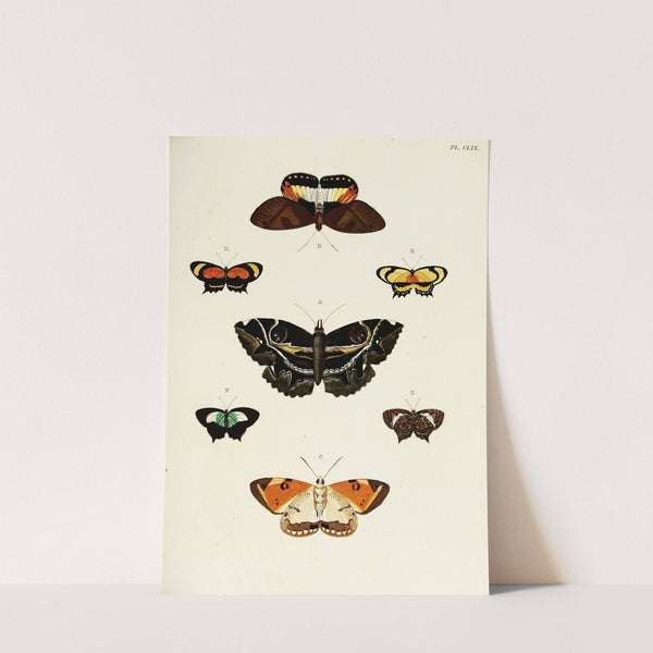 Foreign butterflies occurring in the three continents Asia, Africa and America Pl.406 (1779-1782) by Pieter Cramer