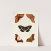 Foreign butterflies occurring in the three continents Asia, Africa and America Pl.407 (1779-1782) by Pieter Cramer