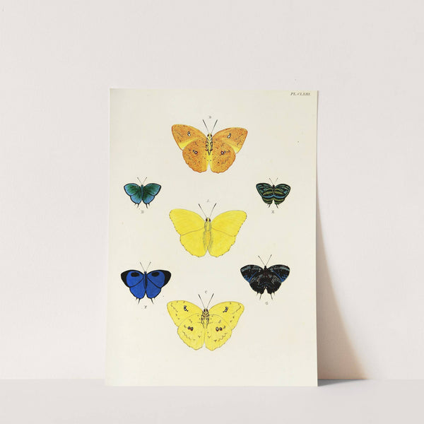 Foreign butterflies occurring in the three continents Asia, Africa and America Pl.410 (1779-1782) by Pieter Cramer