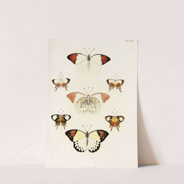 Foreign butterflies occurring in the three continents Asia, Africa and America Pl.411 (1779-1782) by Pieter Cramer