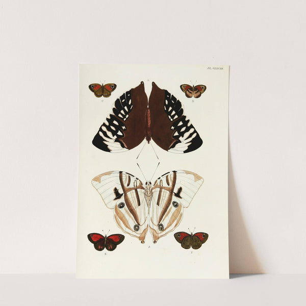 Foreign butterflies occurring in the three continents Asia, Africa and America Pl.415 (1779-1782) by Pieter Cramer