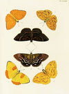 Foreign butterflies occurring in the three continents Asia, Africa and America Pl.420