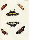 Foreign butterflies occurring in the three continents Asia, Africa and America Pl.424