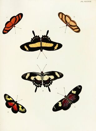 Foreign butterflies occurring in the three continents Asia, Africa and America Pl.424