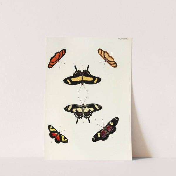 Foreign butterflies occurring in the three continents Asia, Africa and America Pl.424 (1779-1782) by Pieter Cramer