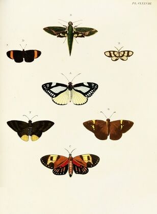 Foreign butterflies occurring in the three continents Asia, Africa and America Pl.425