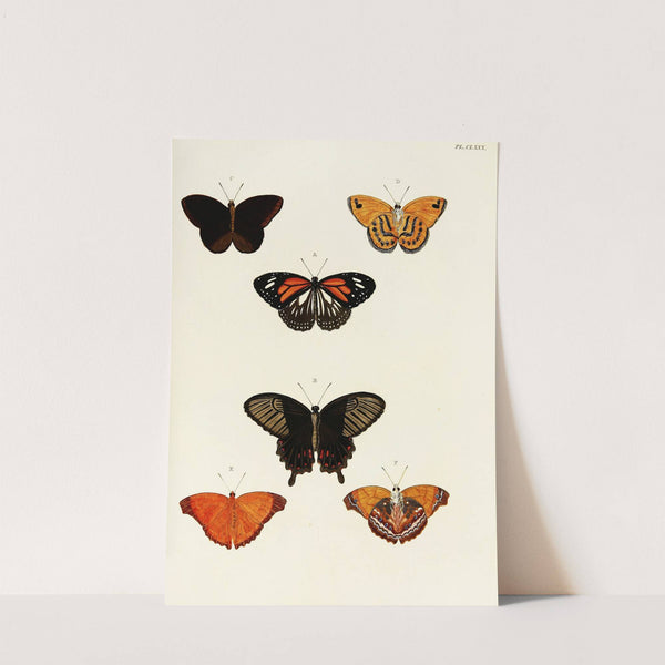 Foreign butterflies occurring in the three continents Asia, Africa and America Pl.427 (1779-1782) by Pieter Cramer