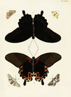 Foreign butterflies occurring in the three continents Asia, Africa and America Pl.428