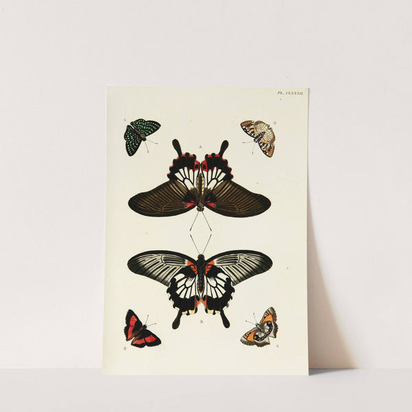 Foreign butterflies occurring in the three continents Asia, Africa and America Pl.429 (1779-1782) by Pieter Cramer