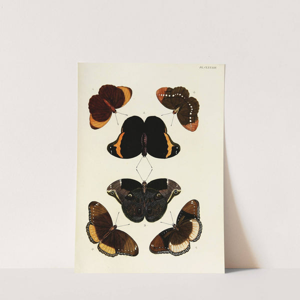 Foreign butterflies occurring in the three continents Asia, Africa and America Pl.430 (1779-1782) by Pieter Cramer