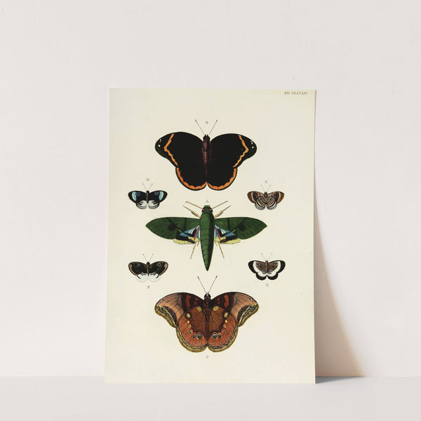 Foreign butterflies occurring in the three continents Asia, Africa and America Pl.431 (1779-1782) by Pieter Cramer