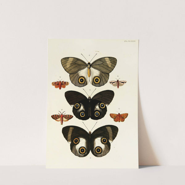 Foreign butterflies occurring in the three continents Asia, Africa and America Pl.432 (1779-1782) by Pieter Cramer