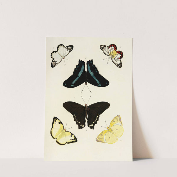 Foreign butterflies occurring in the three continents Asia, Africa and America Pl.434 (1779-1782) by Pieter Cramer