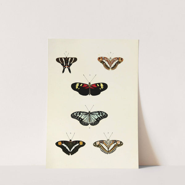 Foreign butterflies occurring in the three continents Asia, Africa and America Pl.435 (1779-1782) by Pieter Cramer