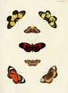 Foreign butterflies occurring in the three continents Asia, Africa and America Pl.436