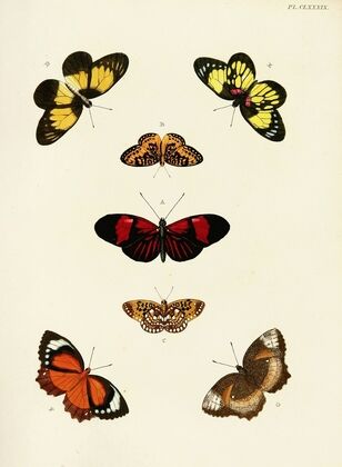 Foreign butterflies occurring in the three continents Asia, Africa and America Pl.436