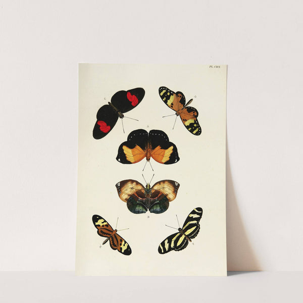 Foreign butterflies occurring in the three continents Asia, Africa and America Pl.438 (1779-1782) by Pieter Cramer