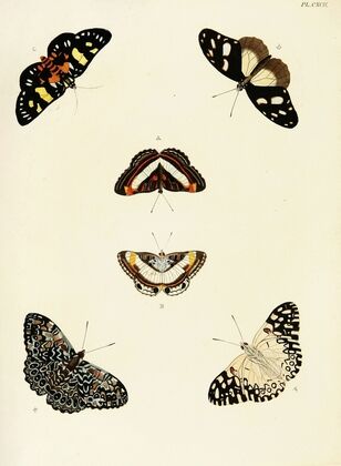Foreign butterflies occurring in the three continents Asia, Africa and America Pl.439