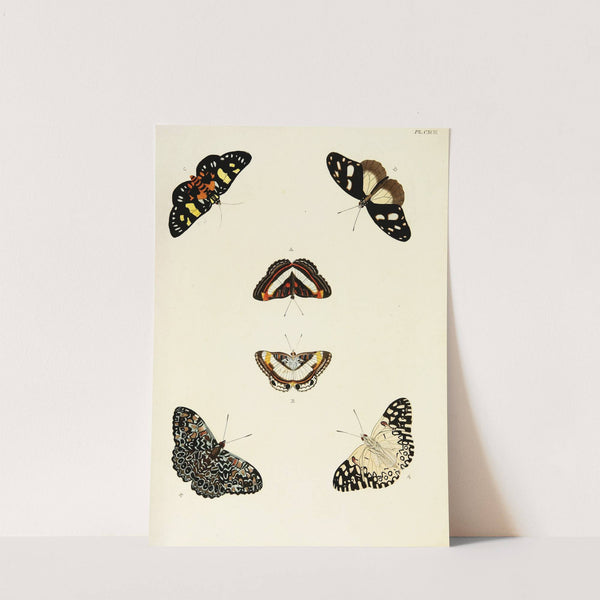 Foreign butterflies occurring in the three continents Asia, Africa and America Pl.439 (1779-1782) by Pieter Cramer