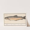 Forel (Salmo trutta) Forel. Trutta. Truile. (1596-1610) by Anselmus Boëtius de Boodt