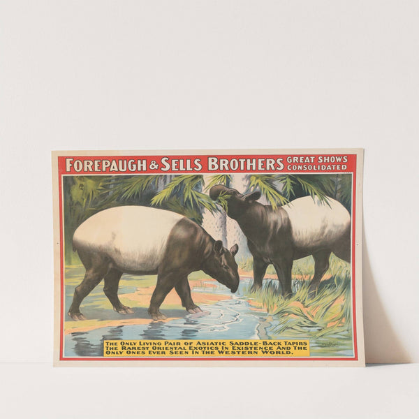 Forepaugh & Sells Brothers great shows consolidated. The only living pair of Asiatic saddle-back tapirs…. (1898) by Strobridge & Co. Lith.