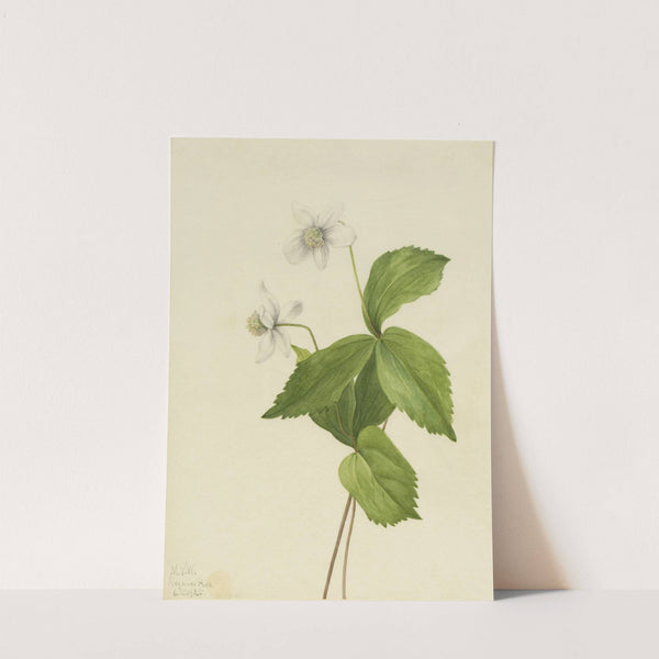 Forest Anemone (Anemone deltoidea) (1925) by Mary Vaux Walcott