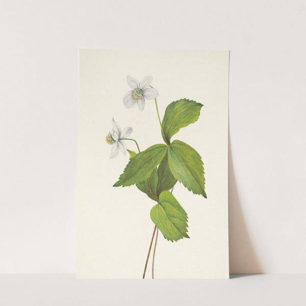 Forest Anemone. Anemone deltoidea (1925) by Mary Vaux Walcott