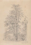 Forest Fragment with a Deciduous Tree in the Foreground (1859)