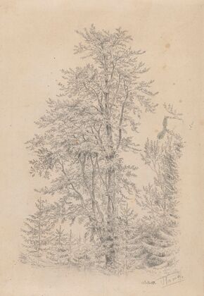 Forest Fragment with a Deciduous Tree in the Foreground (1859)
