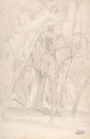 Forest Interior