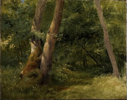 Forest interior