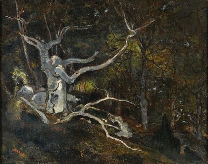 Forest Of Fontainebleau, The ‘reine Blanche’