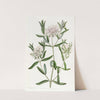 Forest Pimelea by Sydenham Edwards