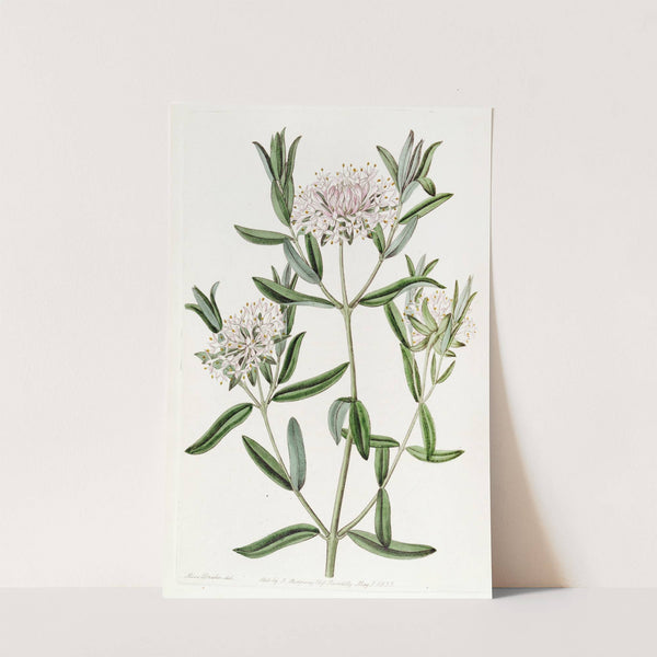 Forest Pimelea by Sydenham Edwards