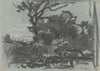 Forest Scene