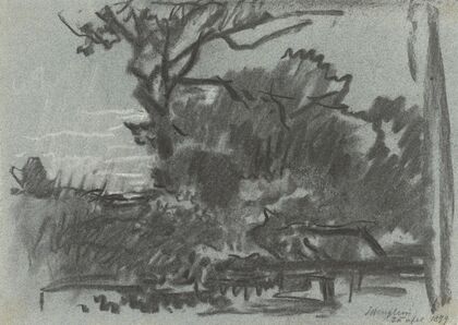 Forest Scene