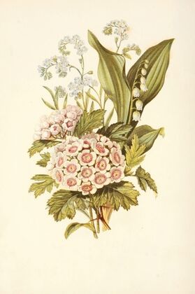 Forget-me-not, Hawthorn, Lily of the Valley
