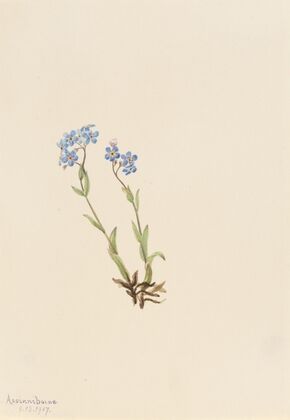 Purple Prairieclover (Petalostemon purpureum) (1927)