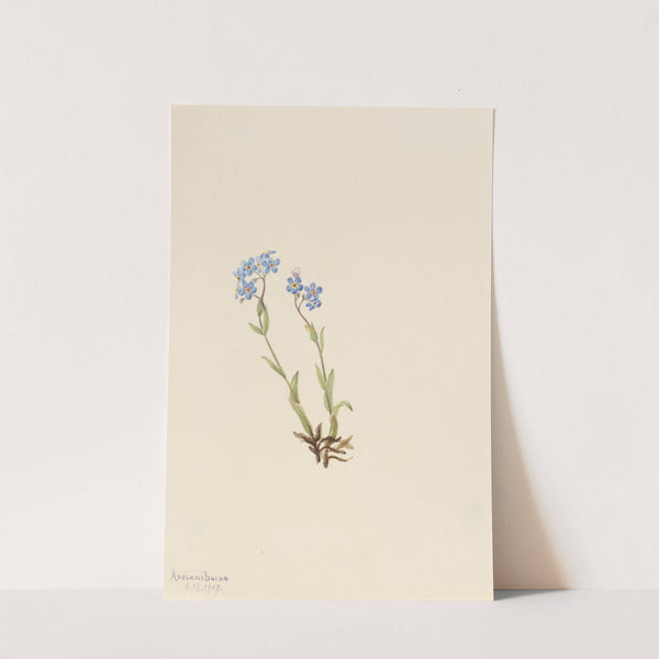 Forget-Me-Not (Myosotis alpestris) (1907) by Mary Vaux Walcott